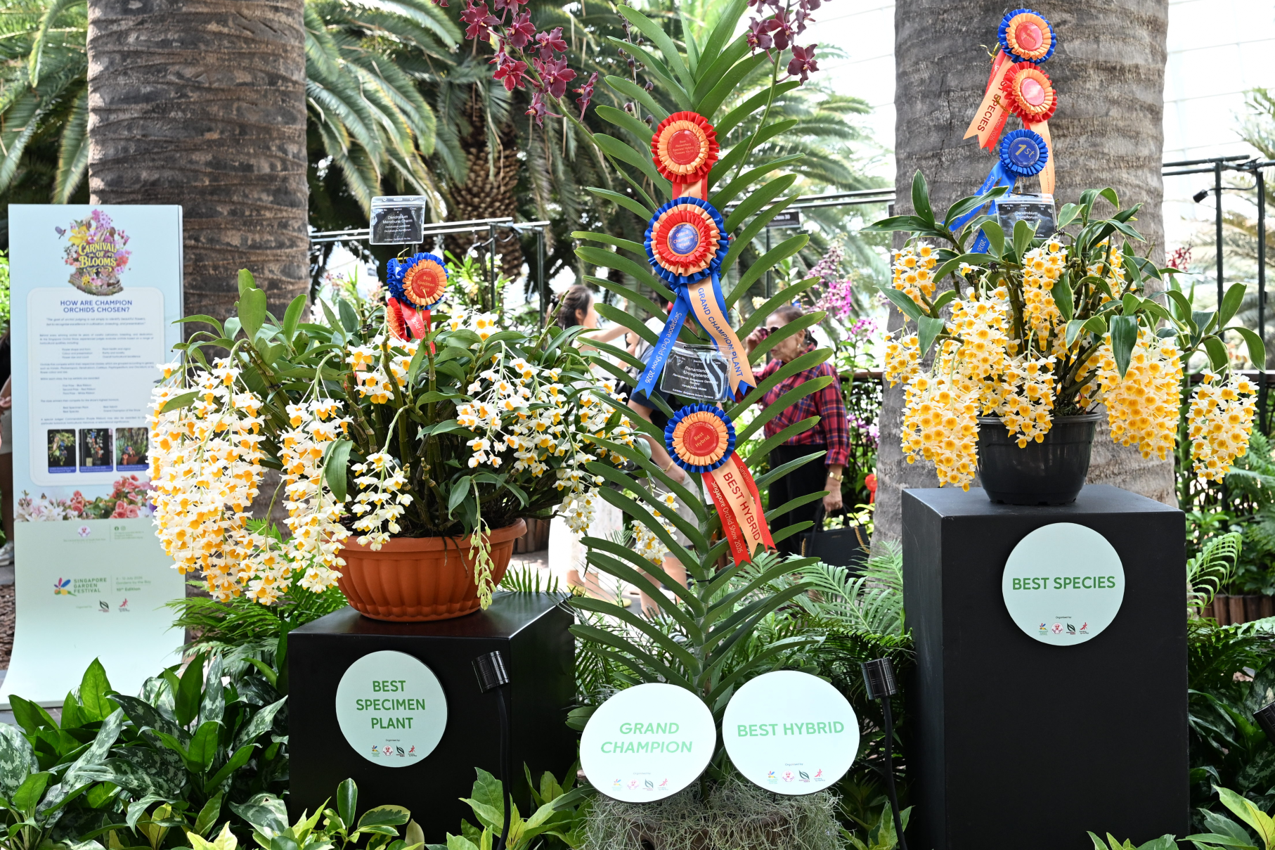 Winners of Singapore Orchid Show 2026